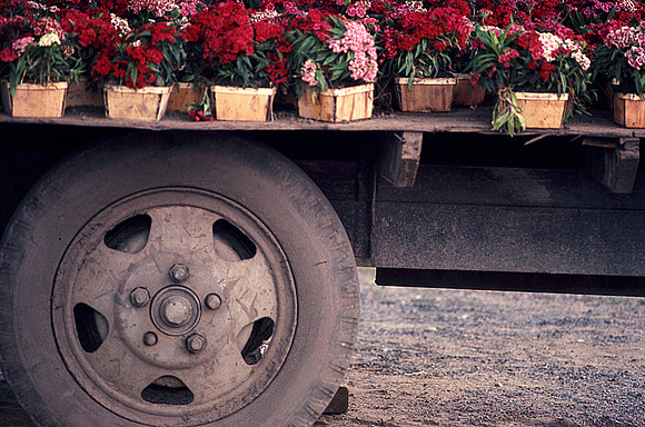 Flowers Ready for Planting, Mid-1960s